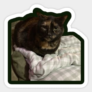 Sweet Tortie Sticker